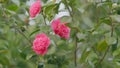 Evergreen Shrub Or Small Tree. Pretty Garden Flowers. Camellia Bloom On Green Bush. Close up. Royalty Free Stock Photo