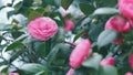 Evergreen Shrub Or Small Tree. Pretty Garden Flowers. Camellia Bloom On Green Bush. Royalty Free Stock Photo
