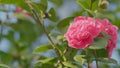 Evergreen Shrub Or Small Tree. Pretty Garden Flowers. Camellia Bloom On Green Bush. Pan. Royalty Free Stock Photo