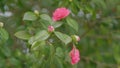 Evergreen Shrub Or Small Tree. Pretty Garden Flowers. Camellia Bloom On Green Bush. Rack focus. Royalty Free Stock Photo