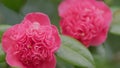 Evergreen Shrub Or Small Tree. Pretty Garden Flowers. Camellia Bloom On Green Bush. Rack focus. Royalty Free Stock Photo