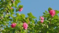 Evergreen Shrub Or Small Tree. Pretty Garden Flowers. Camellia Bloom On Green Bush. Rack focus. Royalty Free Stock Photo