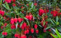 Evergreen shrub with stunning, bright red, unusually light pink flowers in spring and summer.Chili lantern tree