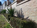 Evergreen shrub and yucca border near stone wall Royalty Free Stock Photo