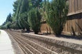 Evergreen shrubs in brick retaining wall along sidewalk