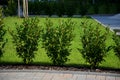 Evergreen shrubs in combination with wooden fencing fit into any garden also create a feeling of privacy in the parking lot next t Royalty Free Stock Photo