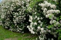 Evergreen shrubs in the hedge by the house by the road. opaque tall rectangle cut trimmer. glossy green leaves on a plant that blo