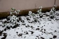 evergreen shrubs often do not tolerate deep frosts. Royalty Free Stock Photo