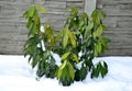 Evergreen shrubs often do not tolerate deep frosts. Very often young immature twigs and leaves freeze. the restriction manifests i