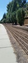 Evergreen shrubs planted along sidewalk