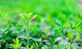 evergreen shrubs sprout new green leaves. green plants in city park.