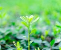 evergreen shrubs sprout new green leaves. green plants in city park.