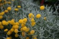 An evergreen with silvery foliage, Santolina chamaecyparissus, syn. S. incana, cotton lavender or lavender-cotton. Berlin