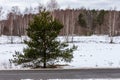 Evergreen small pine tree in winter at the side of the road.