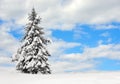 Evergreen in the snow Royalty Free Stock Photo