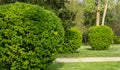 Japanese spindle or euonymus japonicus or evergreen spindle globe form pruned plants