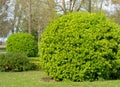 Evergreen spindle or japanese spindle or euonymus japonicus globe form pruned plants