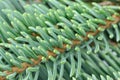 Evergreen Spruce Branches as Background