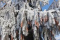 Evergreen spruce branches with cones covered with snow and hoarfrost on a sunny winter day, winter natural background Royalty Free Stock Photo