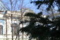 An evergreen spruce decorates the view - to residents from the opposite house. Royalty Free Stock Photo