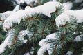 Evergreen spruce tree with fresh snow