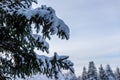 evergreen spruce tree twigs covered by snow at blue sky background. Royalty Free Stock Photo