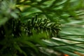 Evergreen spruce trees as nature art background, green pine texture as vintage botanical abstract backdrop, forest fir tree branch Royalty Free Stock Photo