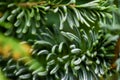 Evergreen spruce trees as nature art background, green pine texture as vintage botanical abstract backdrop, forest fir tree branch Royalty Free Stock Photo