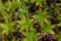 Evergreen star moss covers the moist forest floor Royalty Free Stock Photo