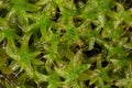 Evergreen star moss covers the moist forest floor Royalty Free Stock Photo