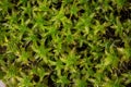 Evergreen star moss covers the moist forest floor Royalty Free Stock Photo