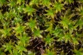 Evergreen star moss covers the moist forest floor Royalty Free Stock Photo