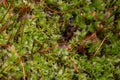 Evergreen star moss covers the moist forest floor Royalty Free Stock Photo