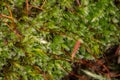 Evergreen star moss covers the moist forest floor Royalty Free Stock Photo