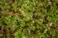 Evergreen star moss covers the moist forest floor Royalty Free Stock Photo