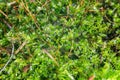 Evergreen star moss covers the moist forest floor Royalty Free Stock Photo