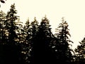 Evergreen Tree Silhouettes - Washington State Royalty Free Stock Photo