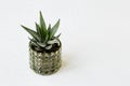 Evergreen succulent haworthia in green pot on white table. Home plant aloe in glass small flowerpot