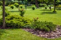 Evergreen thuja bush with bark tree mulching in park with green lawn and trees.