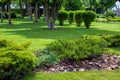 Evergreen thuja bush with tree bark mulching in a park.