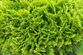 Evergreen thuja foliage of coniferous cypress shrub leaf texture