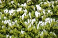 Evergreen thuja hegde background in winter with snow
