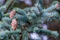 Evergreen tree. Royalty Free Stock Photo