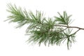 Evergreen tree branch isolated on white background Royalty Free Stock Photo