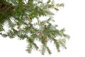 Evergreen tree branch isolated on white background Royalty Free Stock Photo