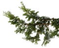 Evergreen tree branch isolated on white background Royalty Free Stock Photo