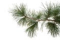 Evergreen tree branch isolated on white background Royalty Free Stock Photo