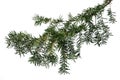 Evergreen tree branch isolated on white background Royalty Free Stock Photo