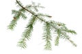 Evergreen tree branch isolated on white background Royalty Free Stock Photo