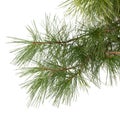 Evergreen tree branch isolated on white background Royalty Free Stock Photo